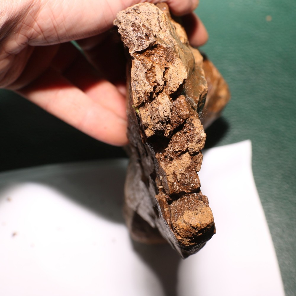 Triceratops Syncervical Vertebra Process Section Hell Creek Formation Cretaceous