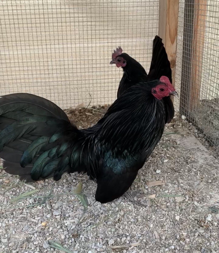 black old english Bantam 6 hatching eggs(Read Description)