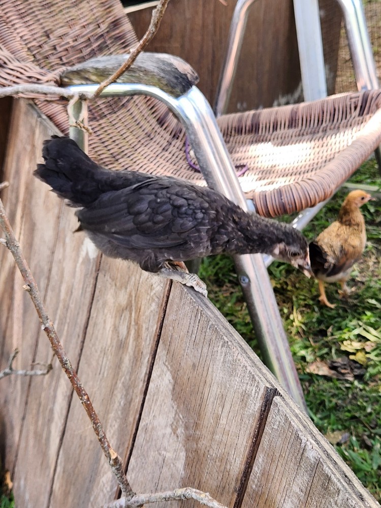 Bantam mystery egg Hatch 18 eggs