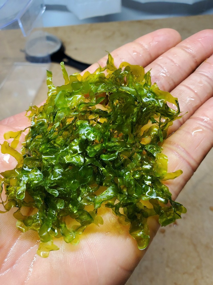 Subwassertang Portion - 20 Grams