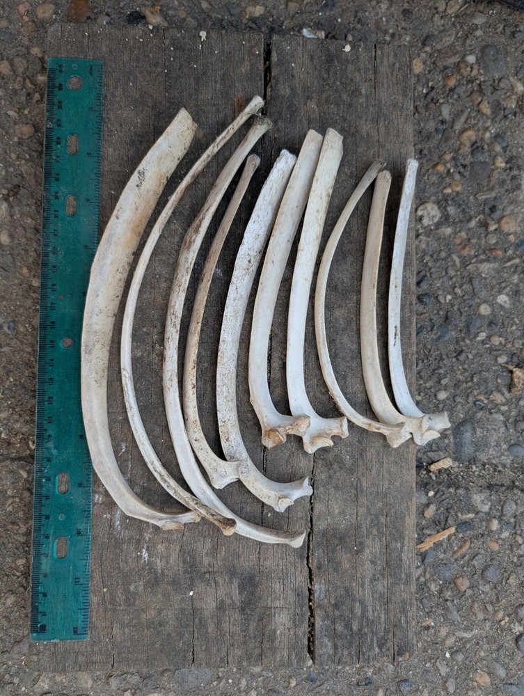 Deer Bones Animal ribs 10 Ethically Sourced