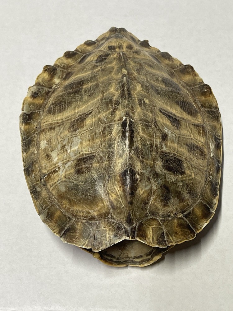 Vintage Turtle Shell