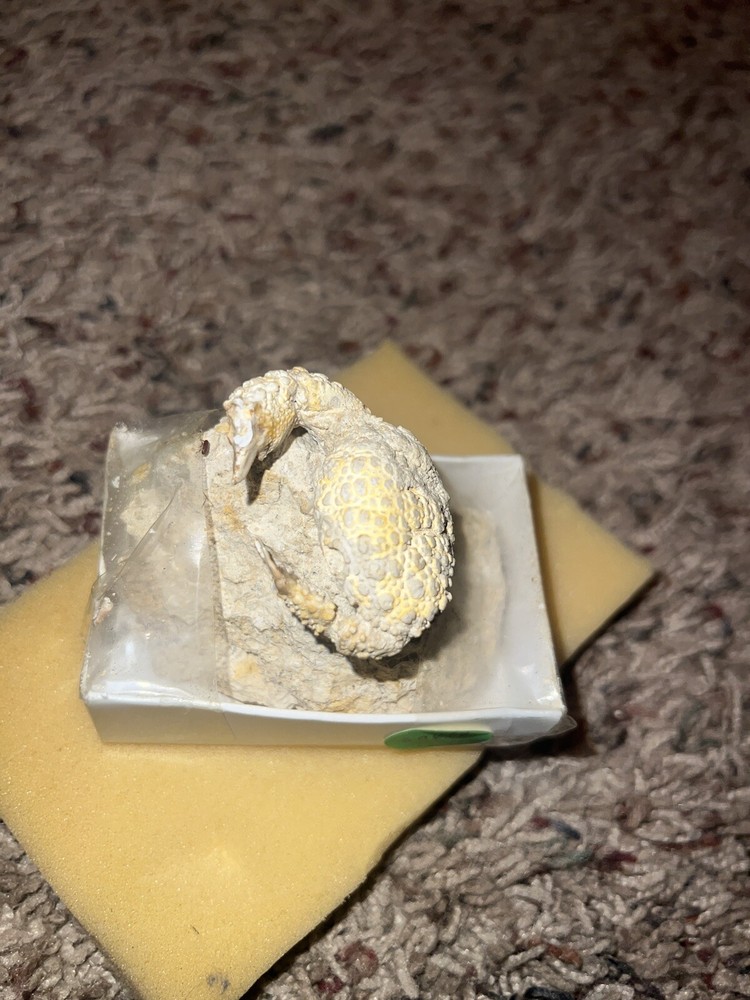 Ancient Fossil Crab
