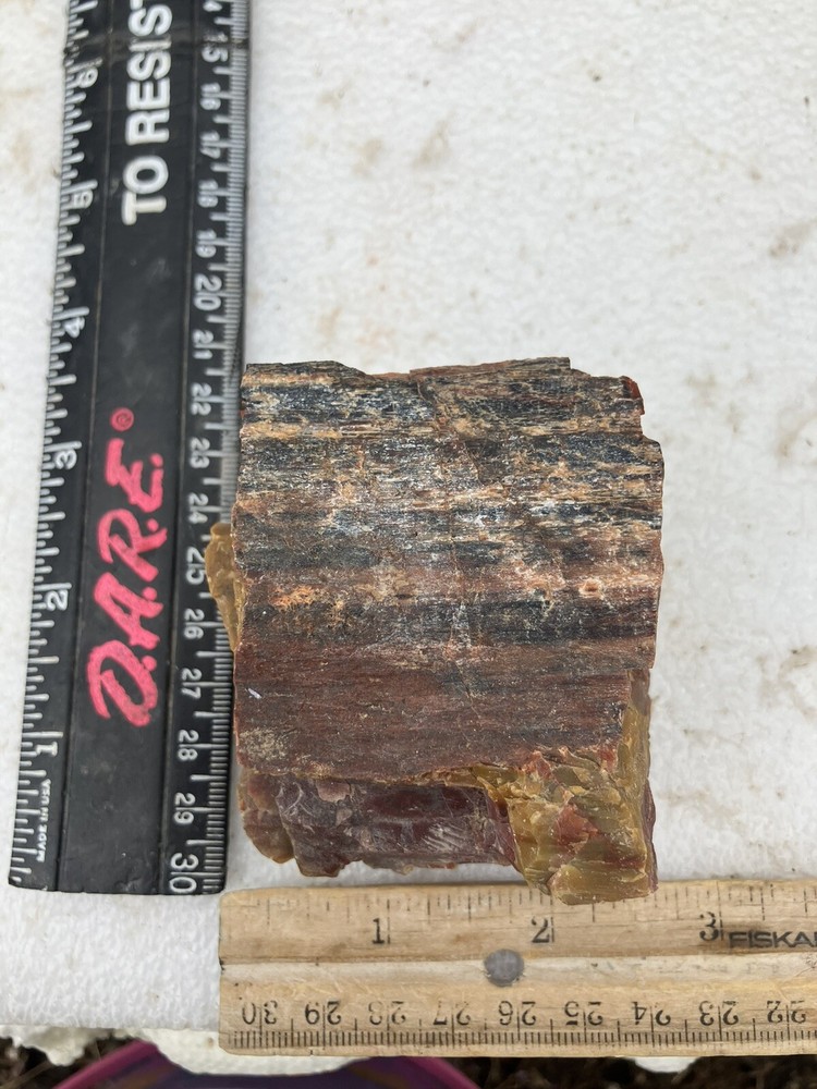 Arizona Petrified Wood