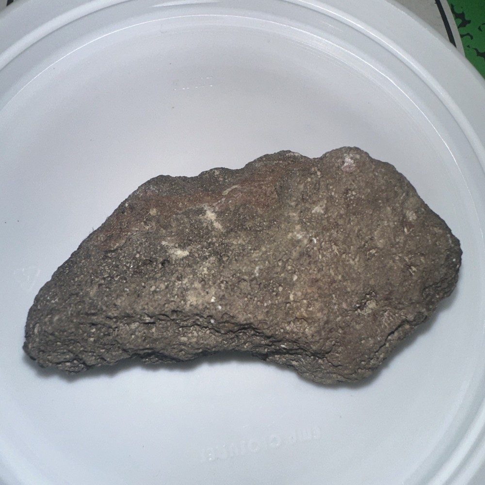 Unknown Fossil