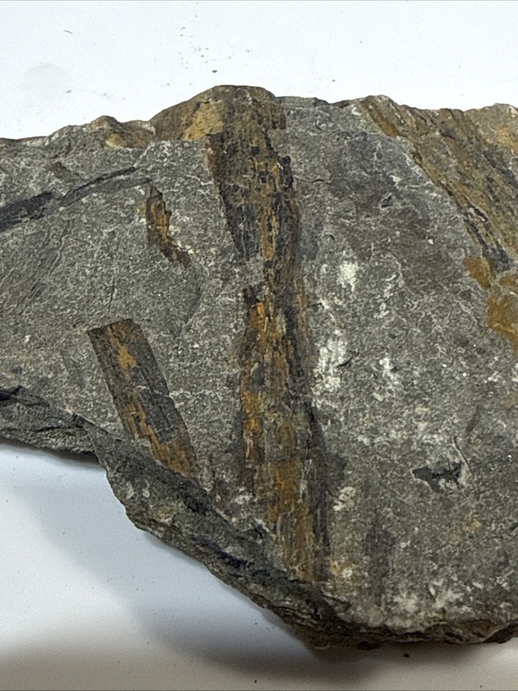 Archaeopteris - Rare devonian plant- Red Hills PA.