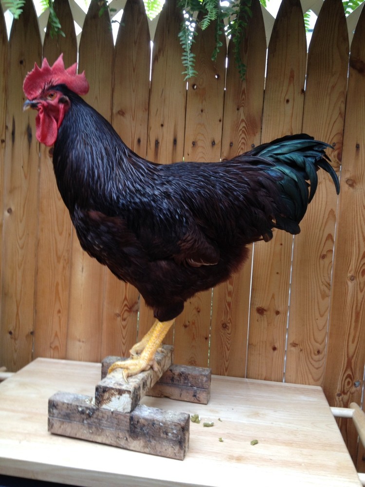 RHODE ISLAND RED 100% PURE TYPE (  6  ) HATCHING EGGS