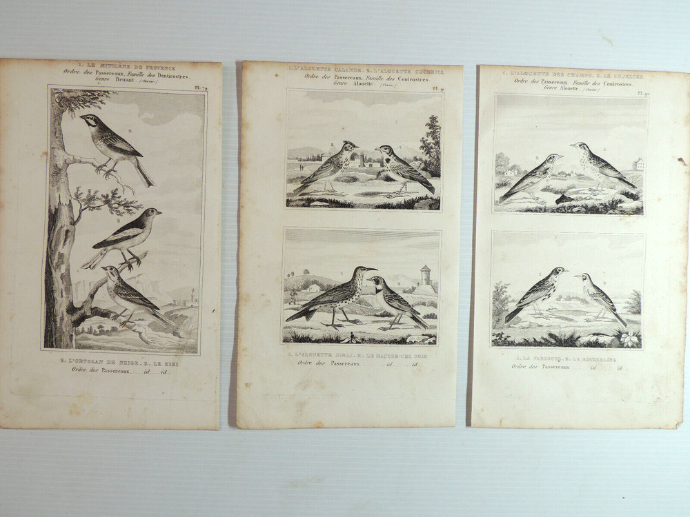 5. Lot 10 engravings. Buffon "The Birds"