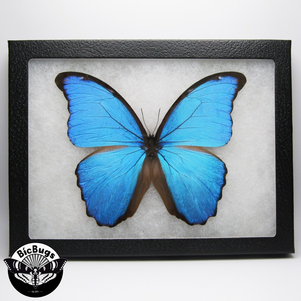 Morpho didius REAL FRAMED BUTTERFLY BLUE PERU