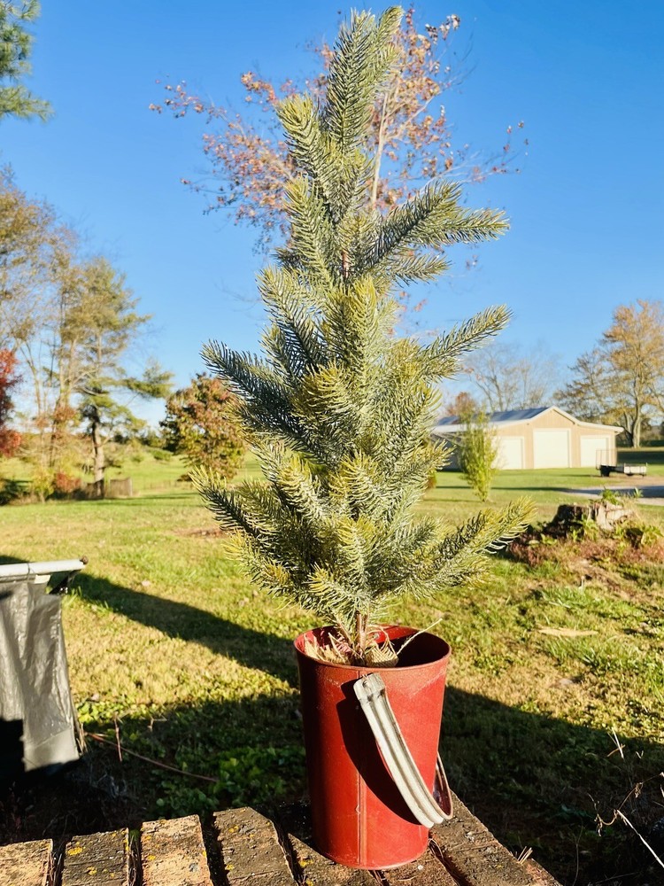 Snow Bristle Tree, Large 36 Inches