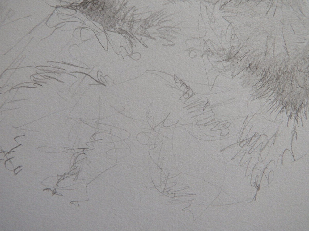 Pencil drawing cat curled sleeping
