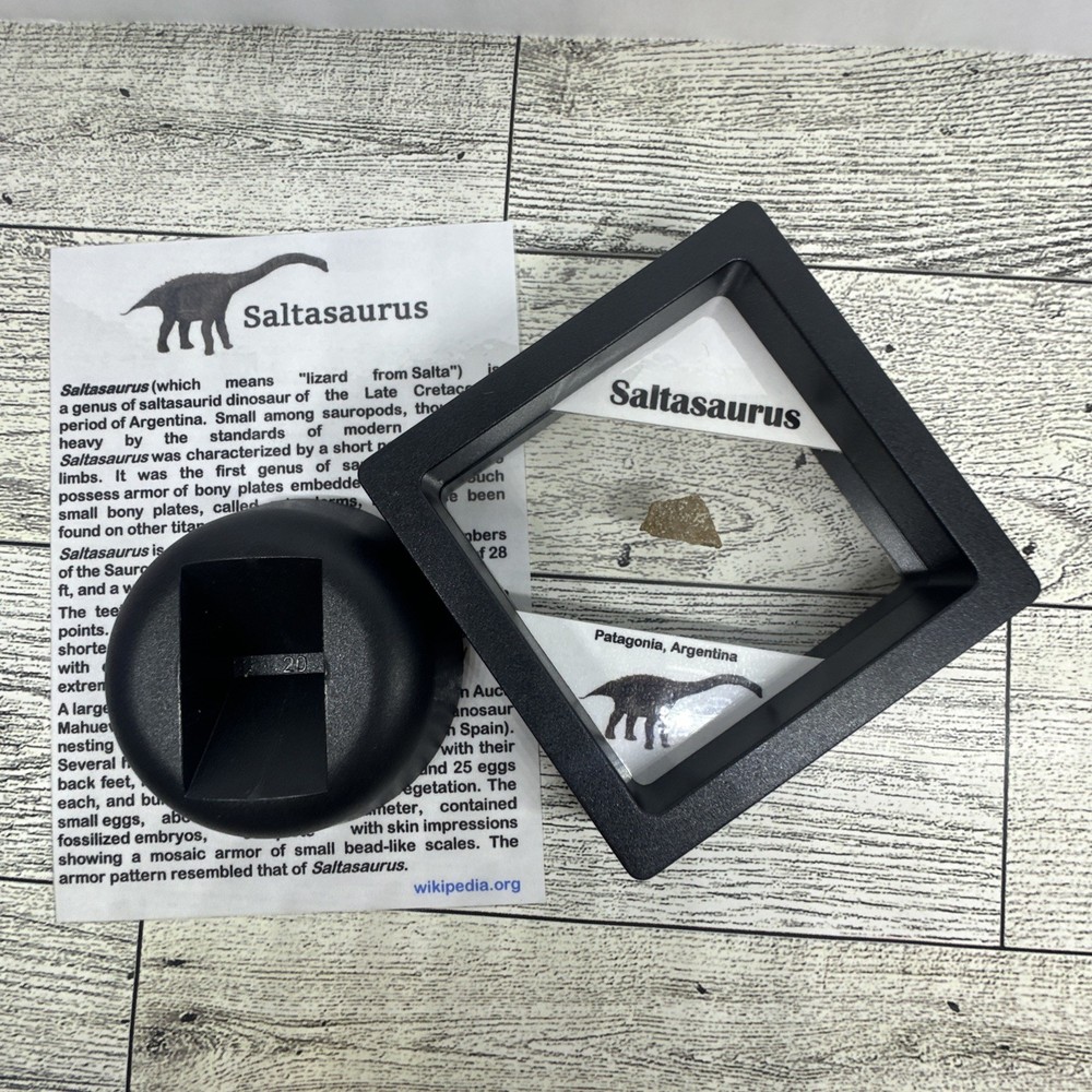 Saltasaurus Extinct Dinosaur Eggshell Fossil Piece in Display Case