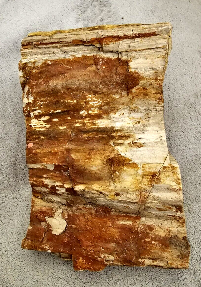 Petrified Wood~Uncut and Unpolished~Unknown Design Inside