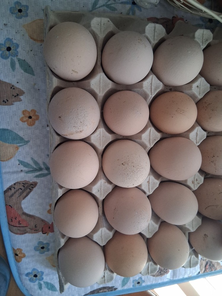 12 Splash & Blue laced wyandotte Hatching Eggs