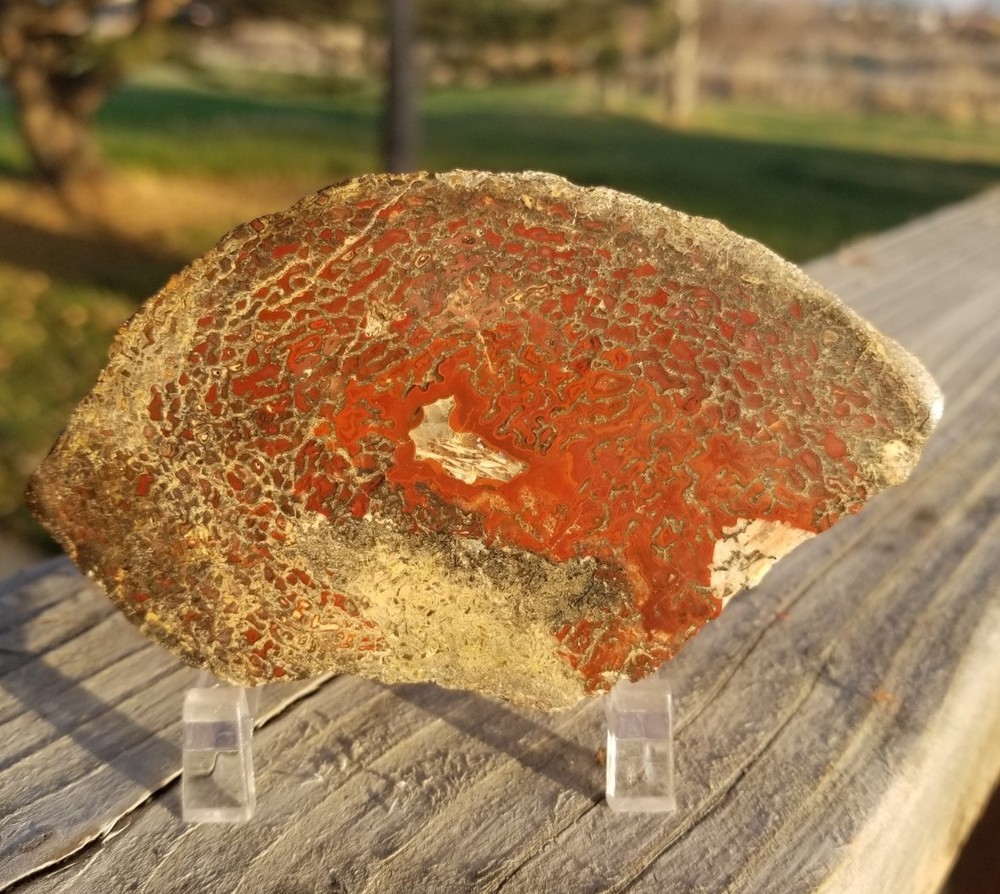 Great Red Deep Cell Agatized Dinosaur Gem Bone Polished Slab Specimen Display