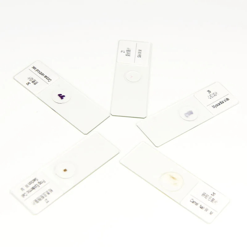 30PC Prepared Biological Basic Tissues Science Cover Slips Microscope Slides