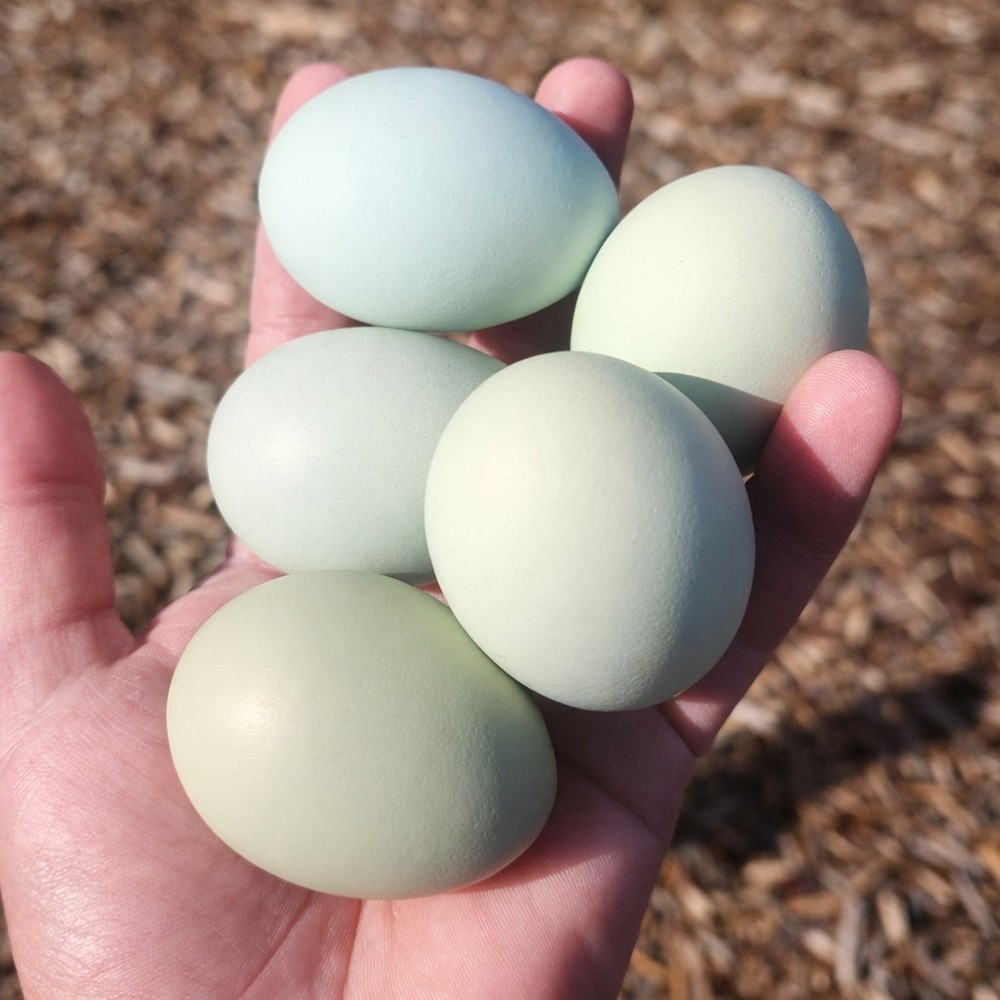 12 Easter Egger Chicken Hatching Eggs - 1 Dozen - Heritage Green & Blue Layers