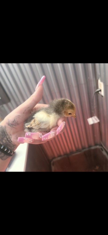 Fertile Bantam Mystery Hatch 12 eggs