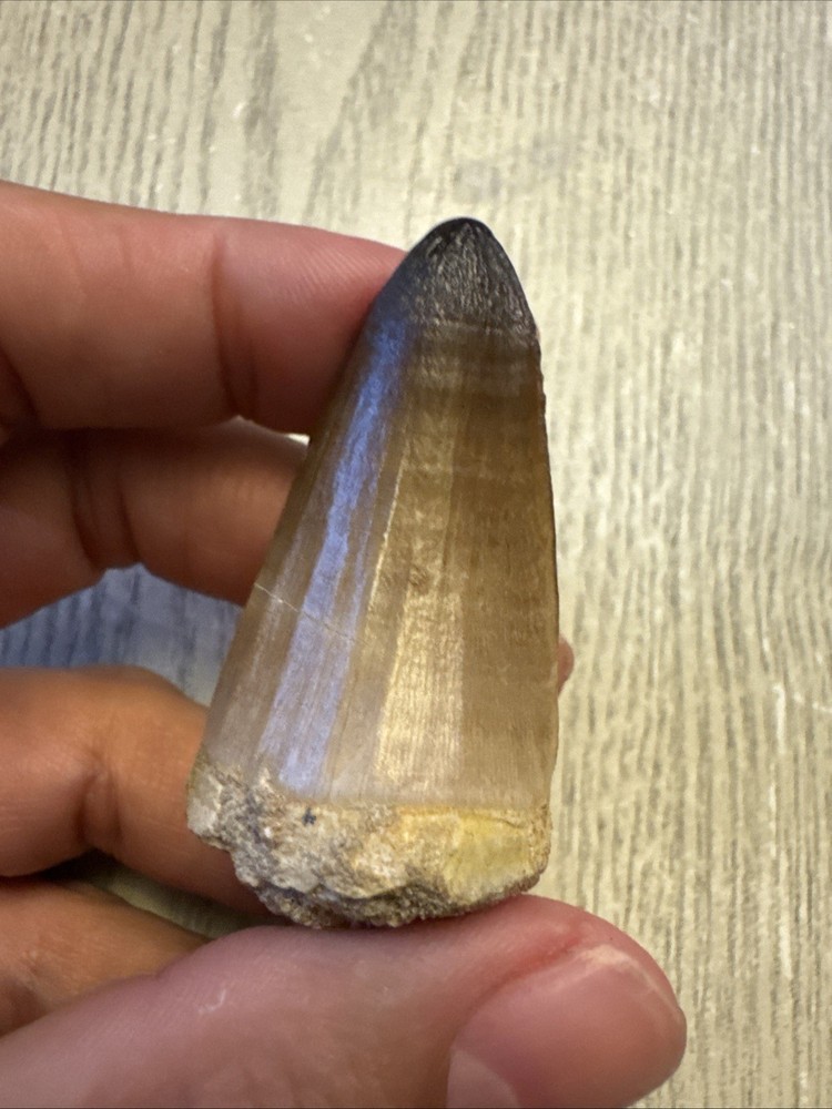 Nice Mosasaur Prognathodon Curii Fossil Tooth 2.02”