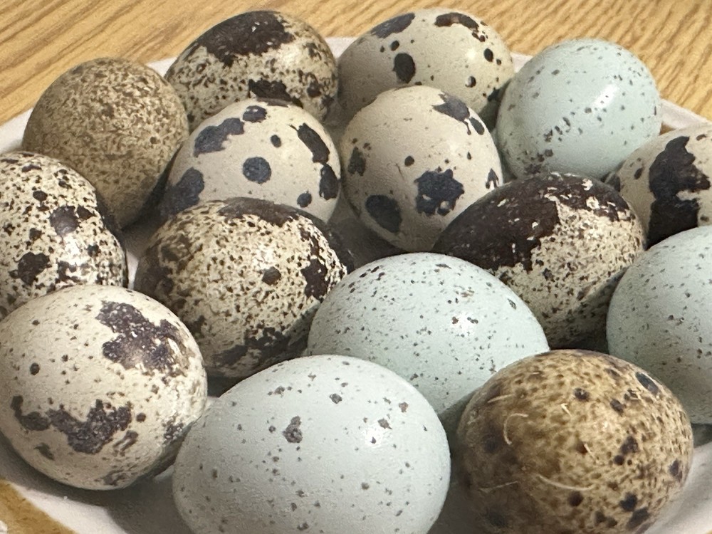 30+ Assorted Rare Coturnix Quail Hatching Eggs