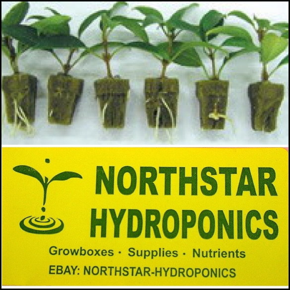 100 2" INCH NET CUP POTS HYDROPONIC SYSTEM GROW KIT