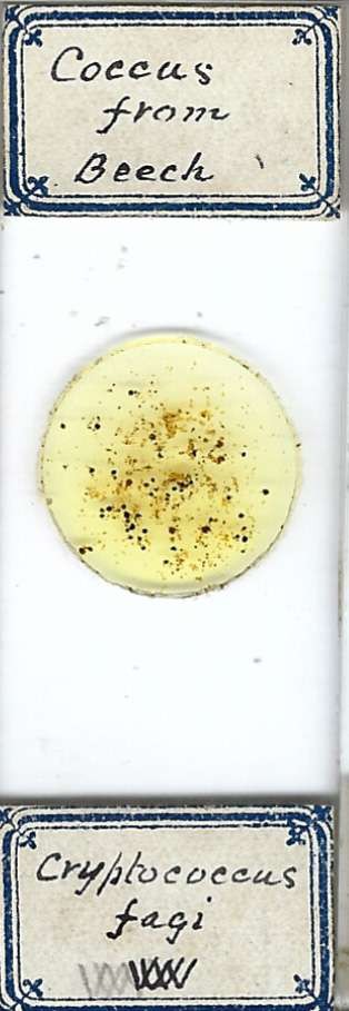 Beech Scale Cryptococcus fagisuga w.m. Microscope Slide