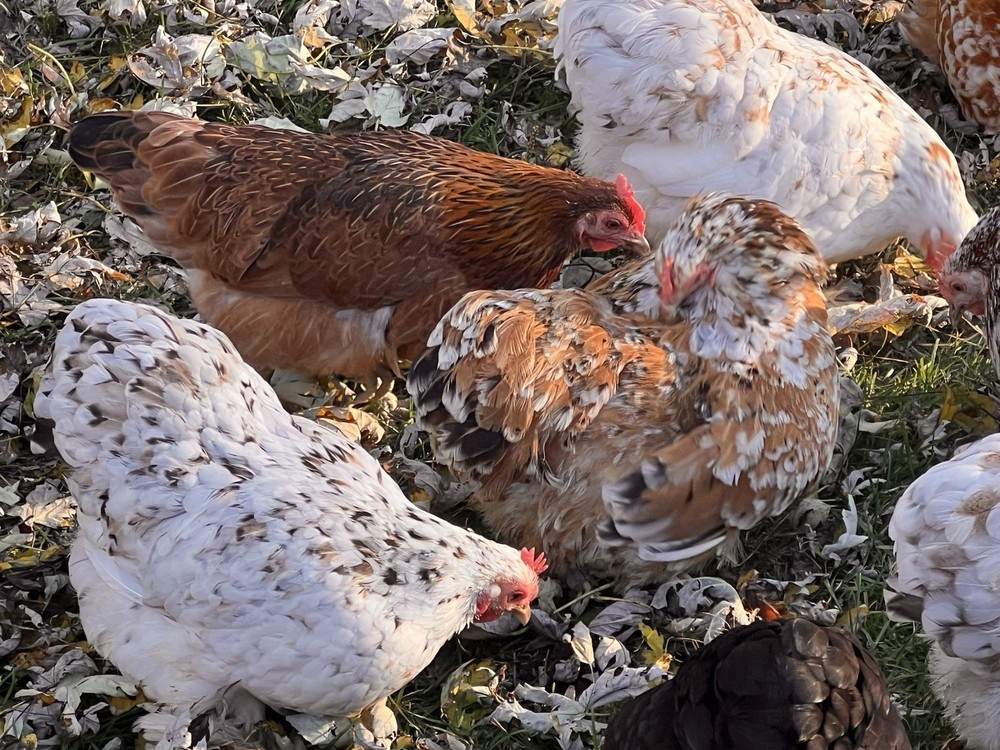 Bantam Cochin Hatching Eggs 12 ++ Assorted Colors NPIP