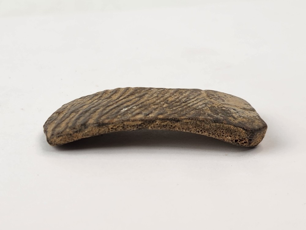 Cretaceous Turtle Shell Fossil - TX