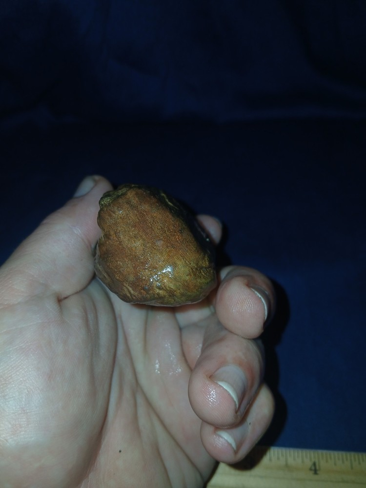 6 oz Red Petrified Wood