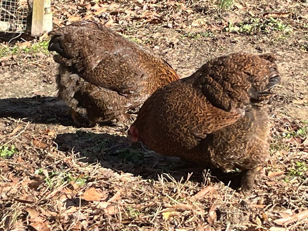 12 + 2 Double Laced Partridge Bantam Cochin Hatching Eggs