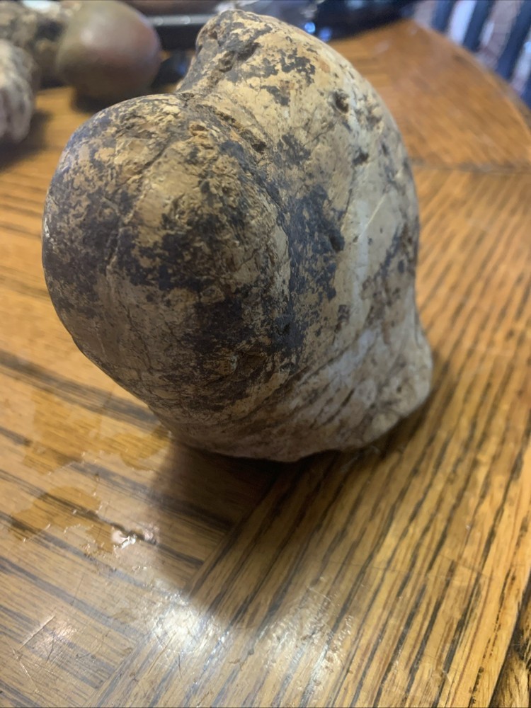Fossils