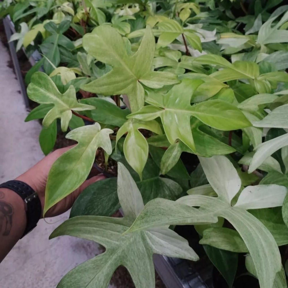 Philodendron Florida Ghost Mint Free Phytosanitary Certificate