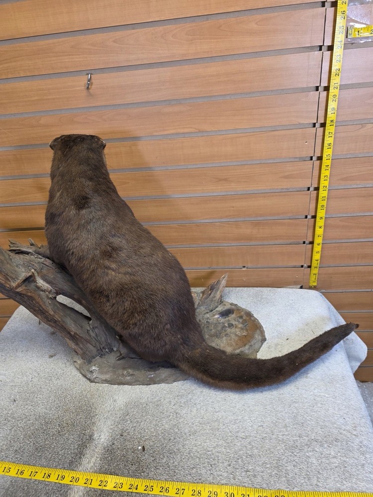 Otter taxidermy mount