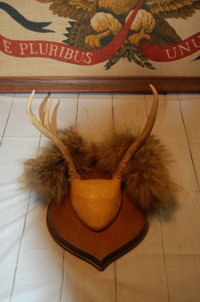 Plaque mounted Antlers