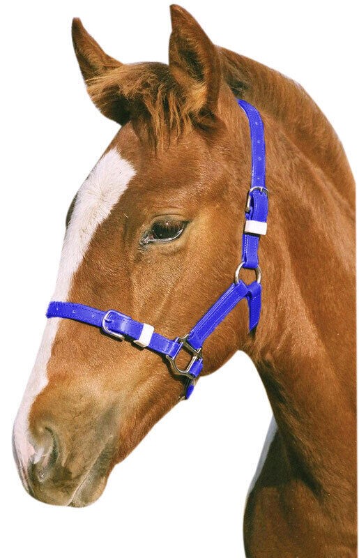 Foal/Mini PVC Headstall Halter Headcollar Various Colours