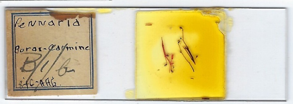 Hydrozoan Pennaria sp. w.m. Microscope Slide