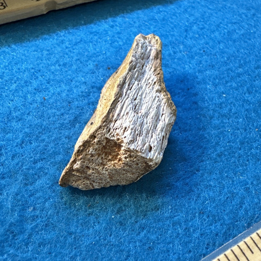 Spinosaurus Extinct Dinosaur Bone Fossil in Display Case