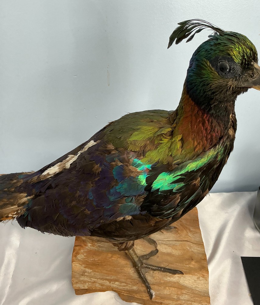 Monal Impeyan Pheasant feathers