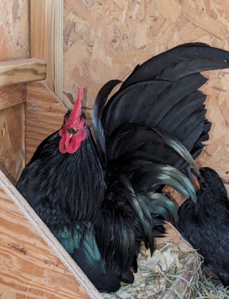 12 Black Japanese Bantam Hatching Eggs
