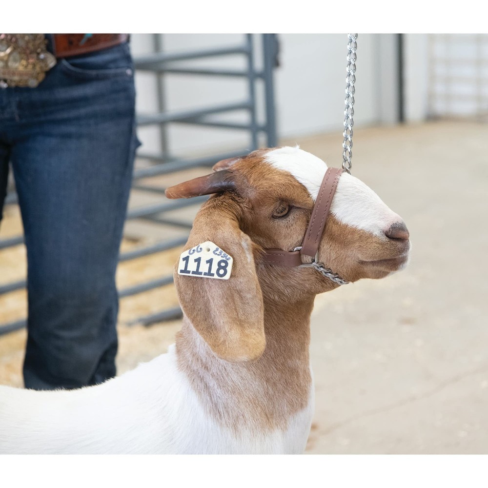 Brahma Webb Goat Halter, Medium, Brown