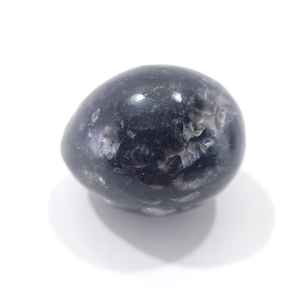 Orthoceras Fossil Egg