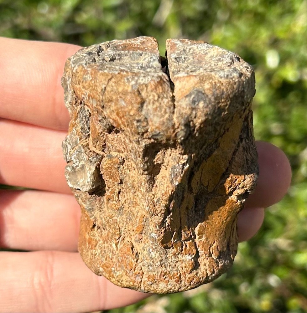 Niger Fossil Dinosaur Vertebrae Sarcosuchus Kryptops Eocarcharia ? Dino Bones