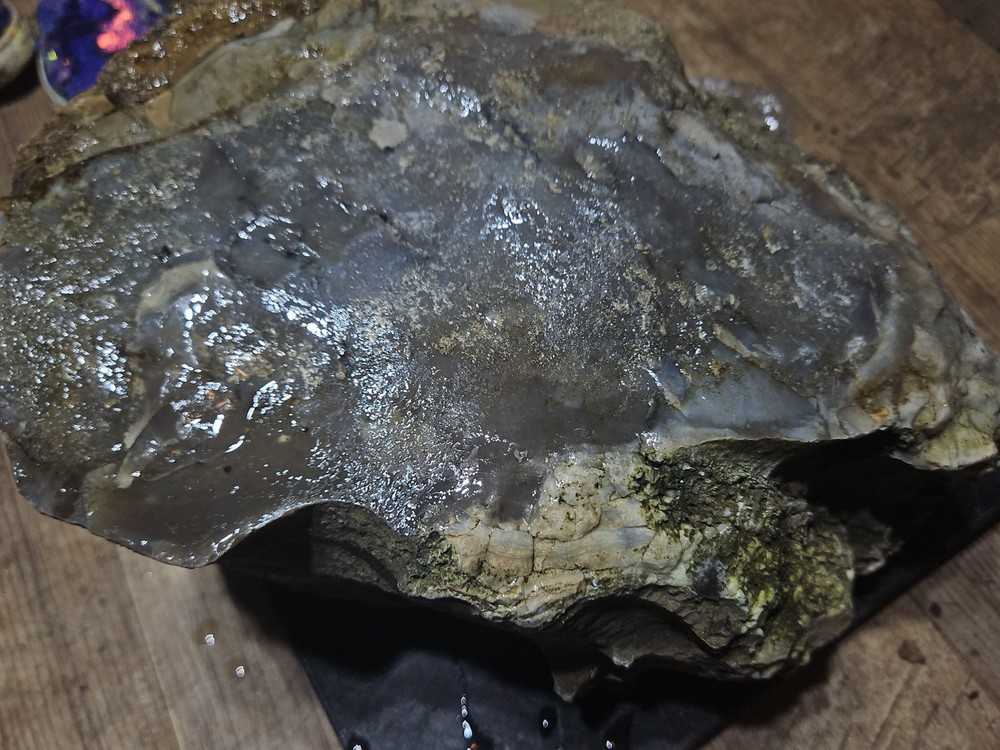 Petrified Palm Tree Root Specimen (36lbs 12oz)