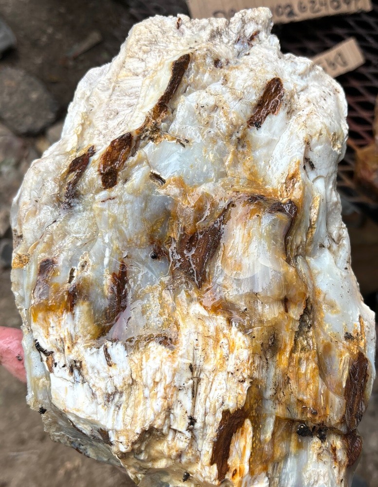 Silver Creek Junction petrified wood