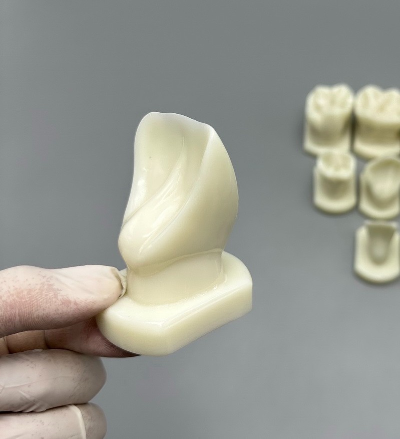 12pcs Dental Teeth Form Models For Lab Teaching Tooth Study Ortho Typodont Model