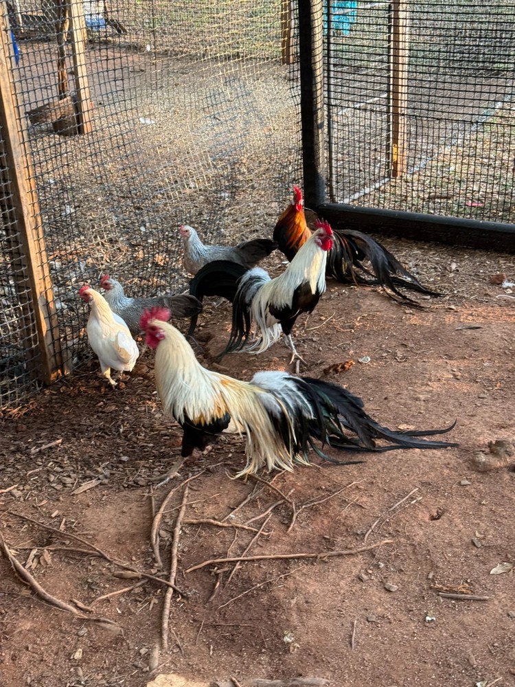6 RARE ONAGADORI LONGTAIL HATCHING EGGS