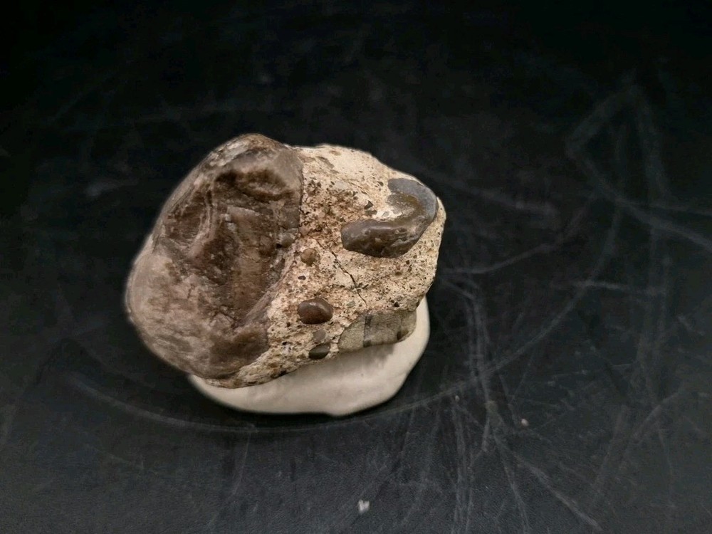 Real Egg Fossil Mullusk Snail In Stone Matrix