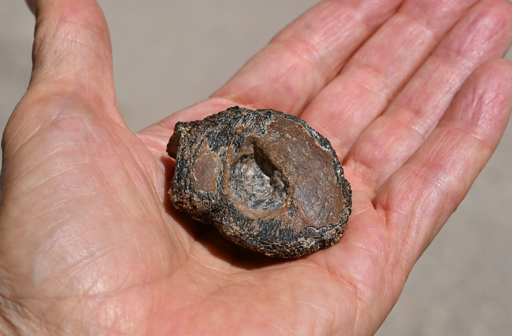 Fossil Tyrannosaur Bone