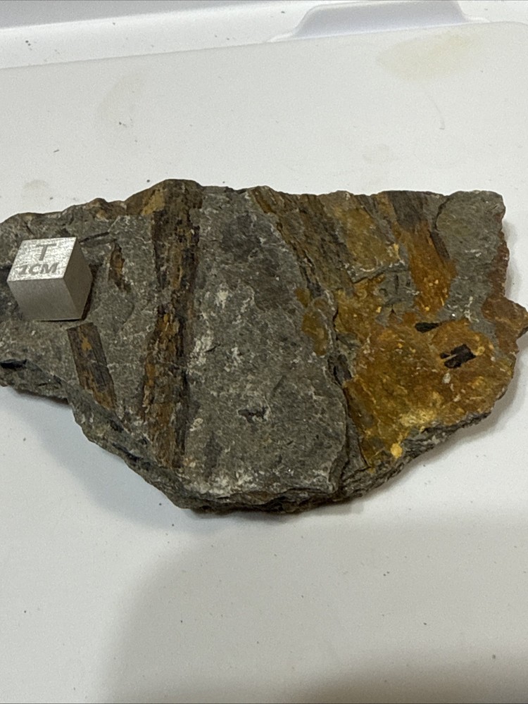 Archaeopteris - Rare devonian plant- Red Hills PA.