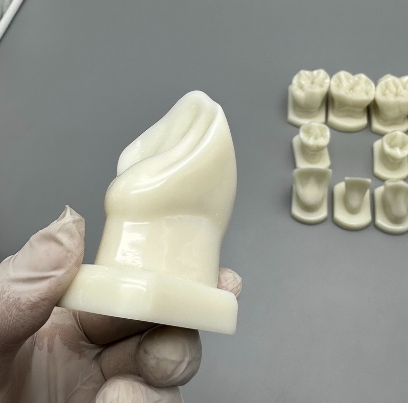 Comparison Carving Permanent Tooth Model Student Practice Study Tools